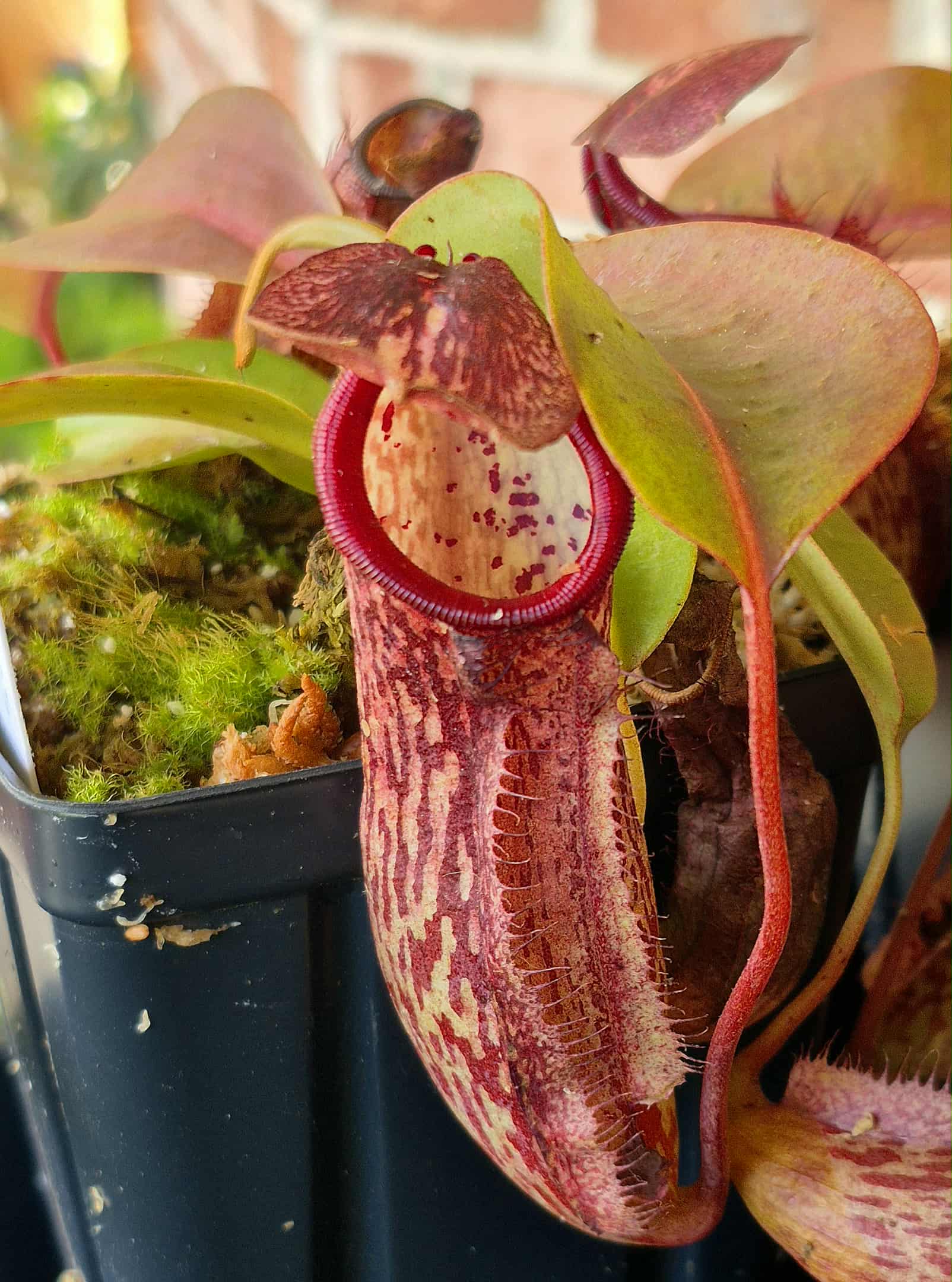 マトニア ペクチナータ Nepenthes 'Miranda' – Cedar Bridge Botanicals