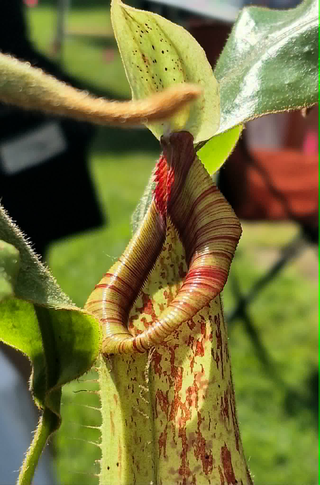 Nepenthes x dyeriana – Cedar Bridge Botanicals