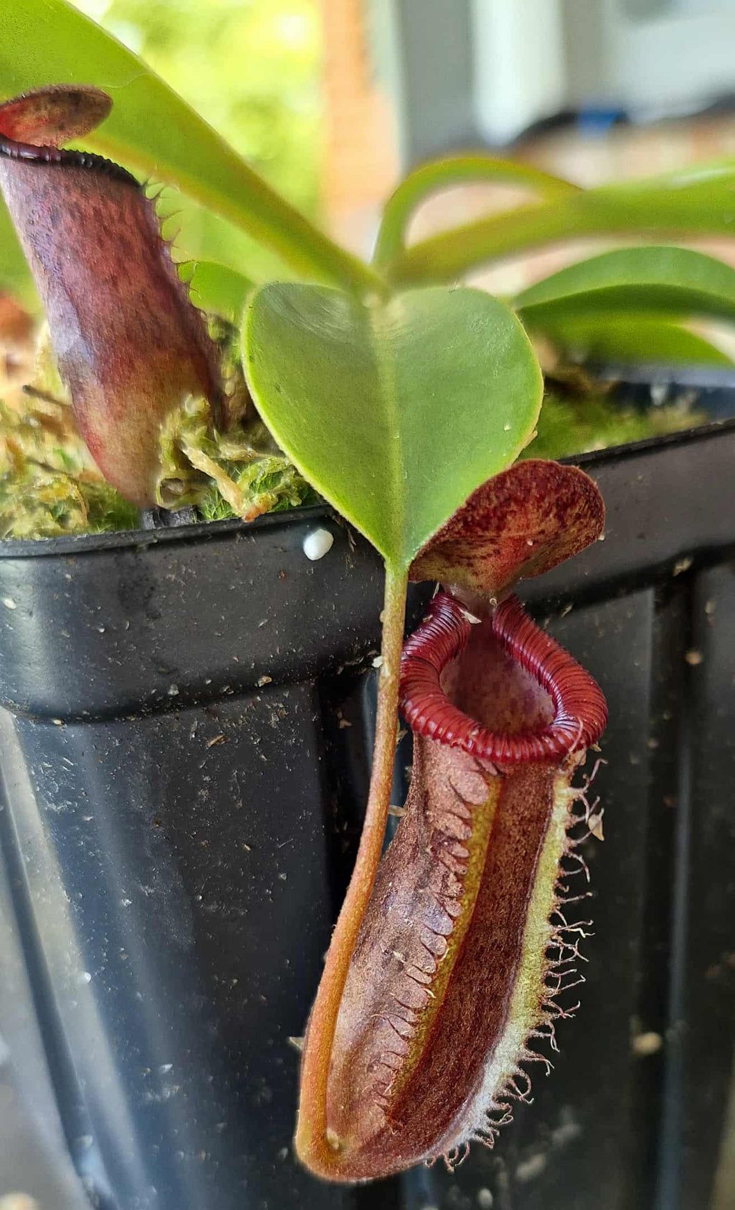Nepenthes x briggsiana