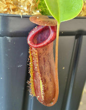 Load image into Gallery viewer, Nepenthes x briggsiana
