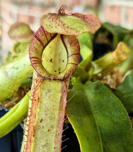 Load image into Gallery viewer, Nepenthes x dyeriana
