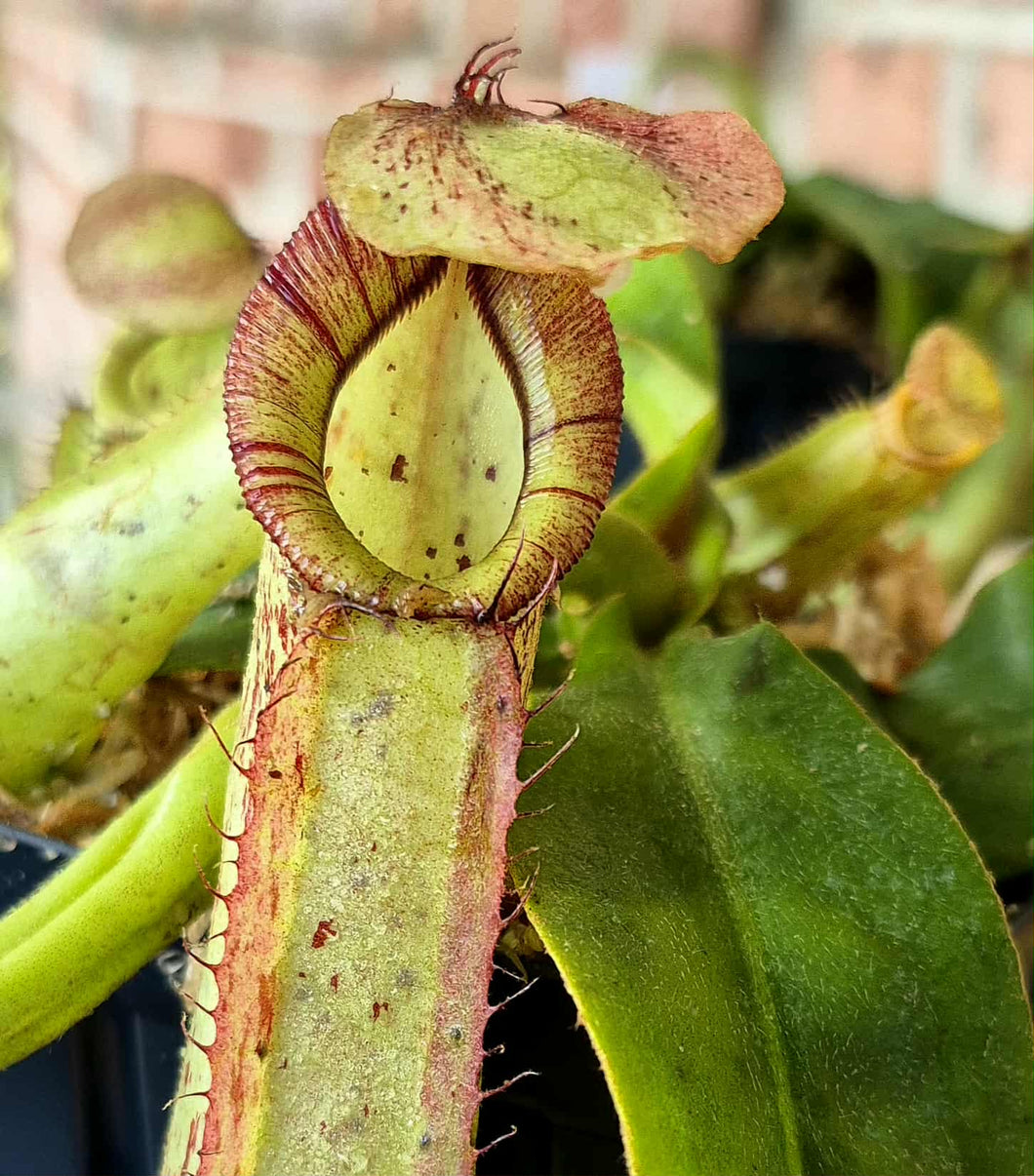 Nepenthes x dyeriana