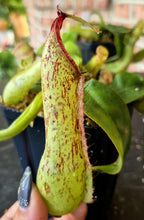 Load image into Gallery viewer, Nepenthes x dyeriana
