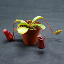 Load image into Gallery viewer, Nepenthes lowii x ventricosa
