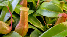 Load image into Gallery viewer, Nepenthes ventricosa

