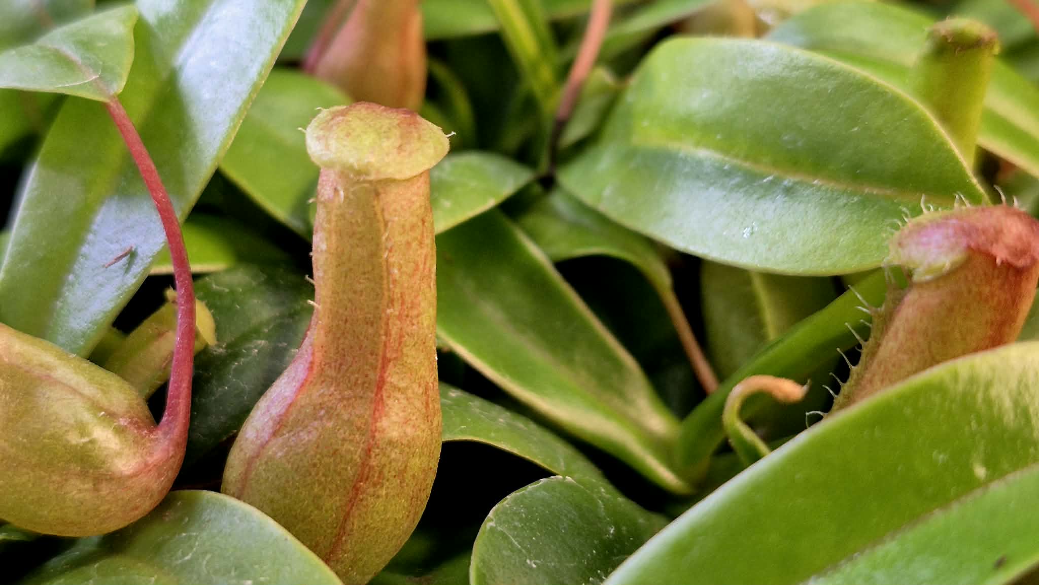 その他観葉植物 nepenthes ventricosa quezn luzon Nepenthes Ventricosa 