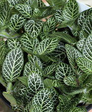 Load image into Gallery viewer, Nerve Plant (Fittonia albivenis)
