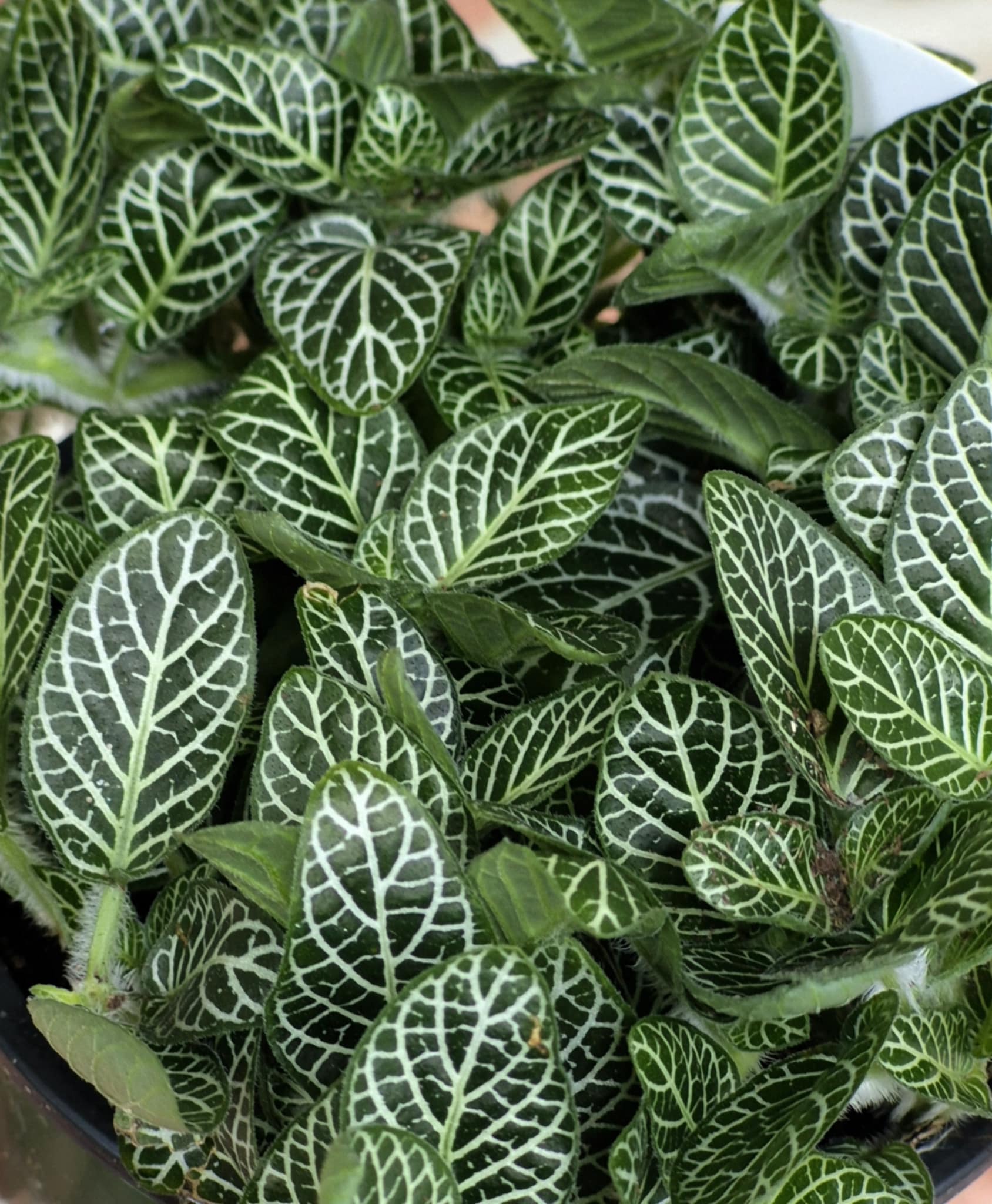 Plants – Page 3 – Cedar Bridge Botanicals