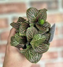 Load image into Gallery viewer, Nerve Plant (Fittonia albivenis)
