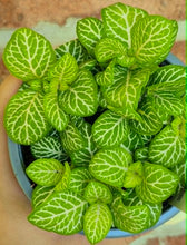 Load image into Gallery viewer, Premium Nerve Plants (Fittonia albivenis)
