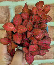 Load image into Gallery viewer, Premium Nerve Plants (Fittonia albivenis)
