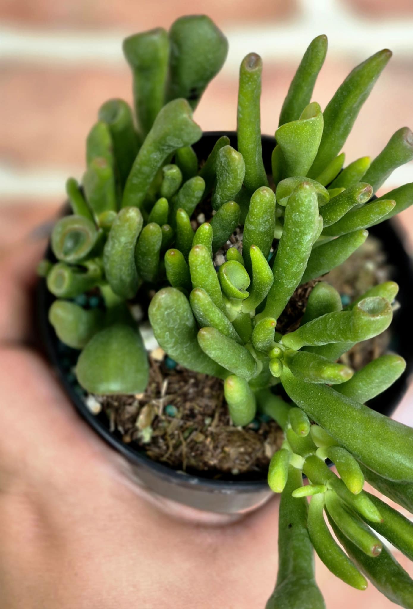 shrek ear succulent Ogre Ear Jade (Crassula ovata 'Horntree') – Cedar Bridge Botanicals