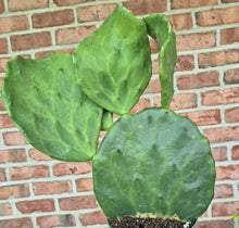 Load image into Gallery viewer, Old Mexico Prickly Pear (Opuntia gomei)
