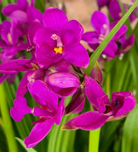 Load image into Gallery viewer, Ground Orchid (Spathoglottis 'Purple Passion')
