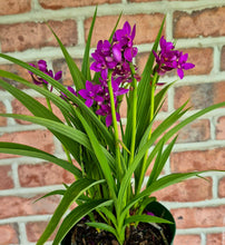 Load image into Gallery viewer, Ground Orchid (Spathoglottis 'Purple Passion')
