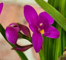 Load image into Gallery viewer, Ground Orchid (Spathoglottis 'Purple Passion')
