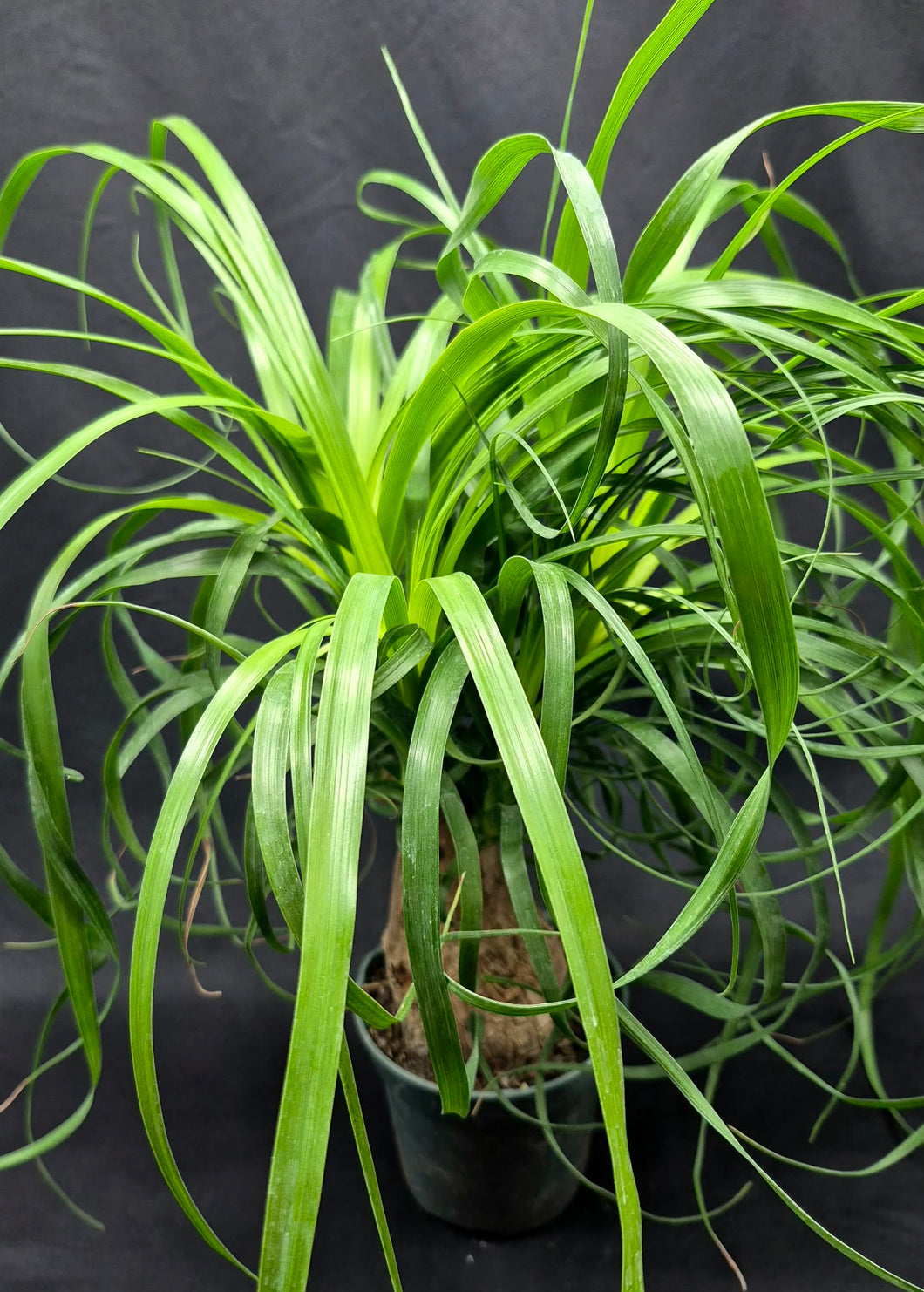 ponytail palm caudex Ponytail Palm (Beaucarnea recurvata) – Cedar Bridge Botanicals