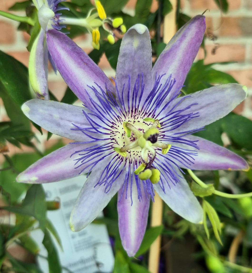 Passion Flower (Passiflora sp.)