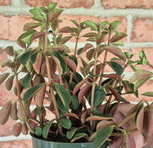 Load image into Gallery viewer, Double Duty Peperomia (Peperomia verticillata &#39;Double Duty&#39;)
