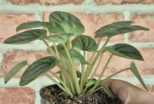 Load image into Gallery viewer, Peperomia Frost (Peperomia caperata &#39;Frost&#39;)
