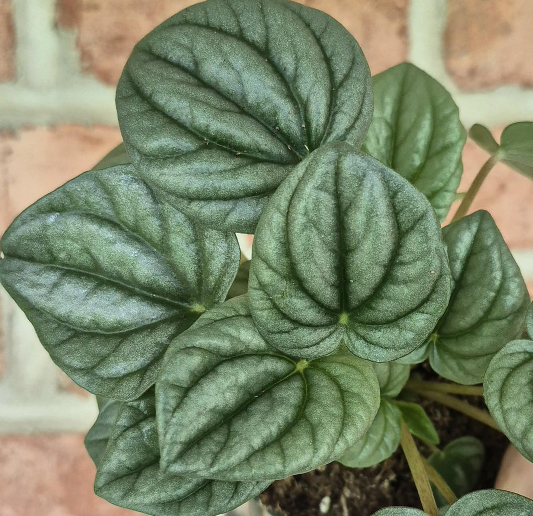 Peperomia Frost (Peperomia caperata 'Frost')
