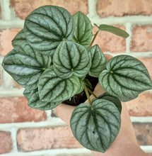 Load image into Gallery viewer, Peperomia Frost (Peperomia caperata &#39;Frost&#39;)
