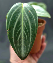 Load image into Gallery viewer, Peperomia maculosa
