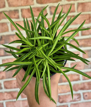 Load image into Gallery viewer, Peperomia &#39;Nevada&#39;
