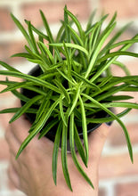 Load image into Gallery viewer, Peperomia &#39;Nevada&#39;
