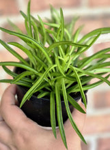 Load image into Gallery viewer, Peperomia &#39;Nevada&#39;
