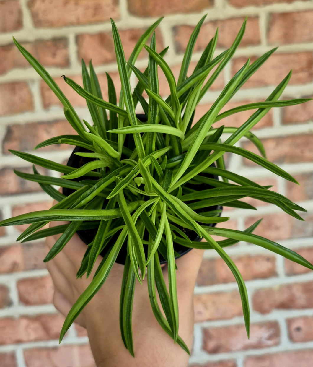 Peperomia 'Nevada'