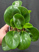 Load image into Gallery viewer, Baby Rubber Plant (Peperomia obtusifolia)
