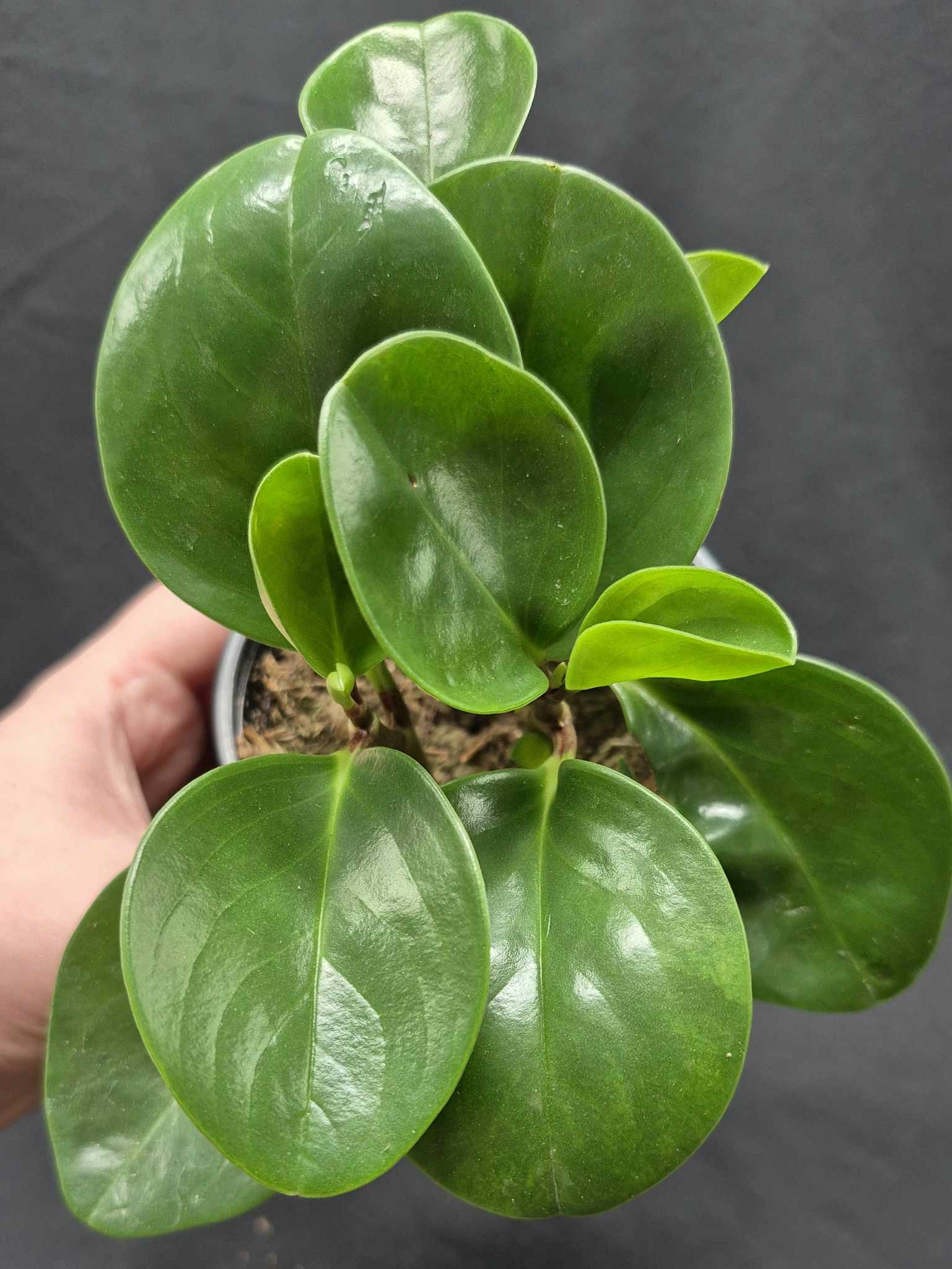 rubber tree peperomia Baby Rubber Plant (Peperomia obtusifolia) – Cedar Bridge Botanicals