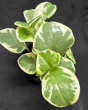 Load image into Gallery viewer, Baby Rubber Plant (Peperomia obtusifolia)
