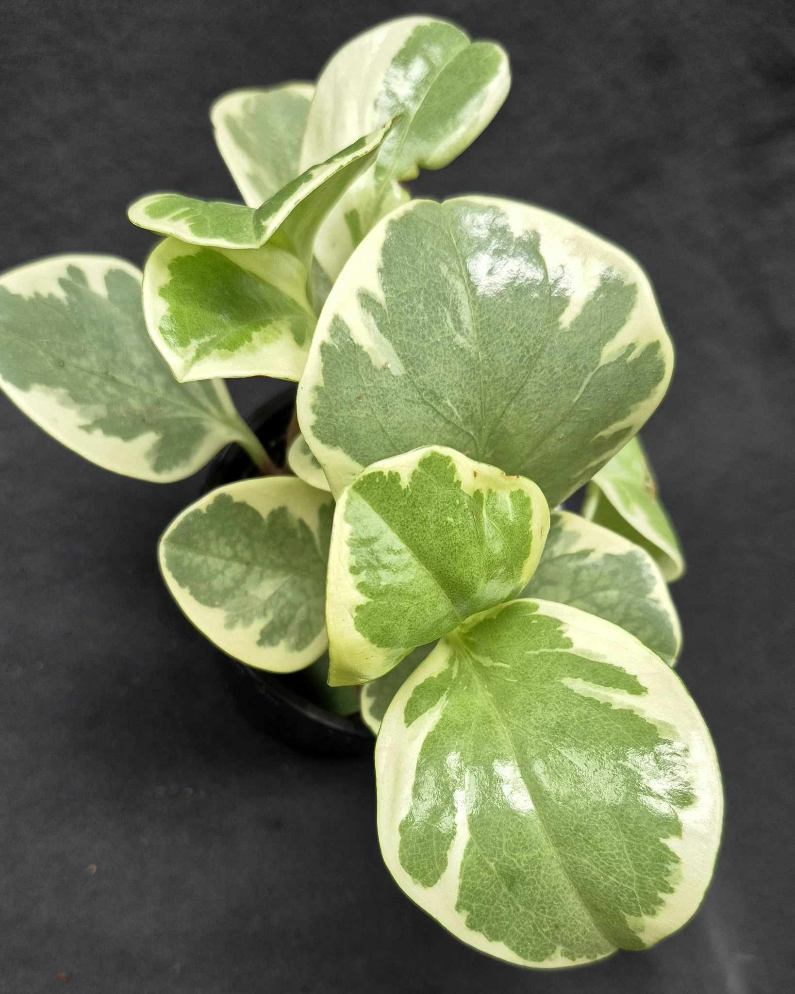 rubber tree peperomia Baby Rubber Plant (Peperomia obtusifolia) – Cedar Bridge Botanicals