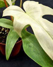 Load image into Gallery viewer, Philodendron 'Florida Ghost'
