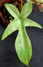 Load image into Gallery viewer, Philodendron 'Florida Ghost'
