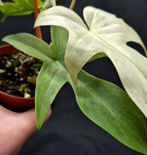 Load image into Gallery viewer, Philodendron 'Florida Ghost'
