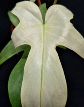 Load image into Gallery viewer, Philodendron 'Florida Ghost'
