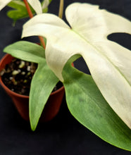 Load image into Gallery viewer, Philodendron 'Florida Ghost'
