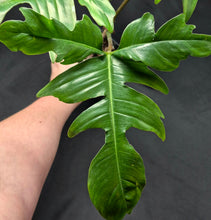 Load image into Gallery viewer, Philodendron Glad Hands
