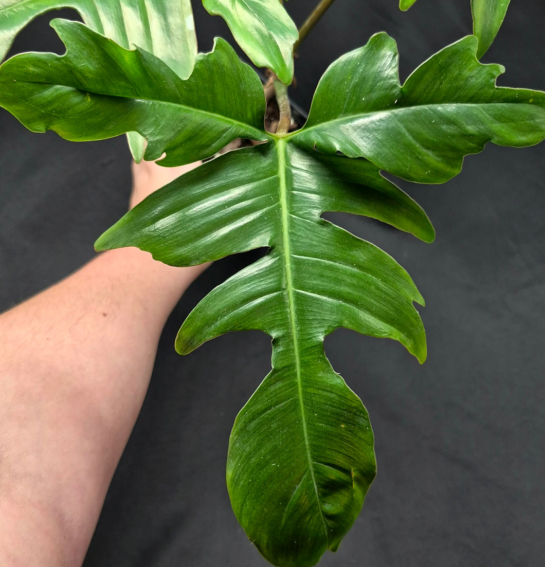 philodendron glad hands variegata Philodendron Glad Hands – Cedar Bridge Botanicals
