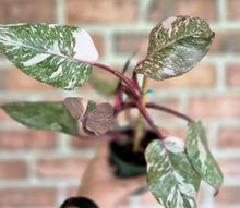 Load image into Gallery viewer, Philodendron &#39;Pink Princess Marble Galaxy&#39;
