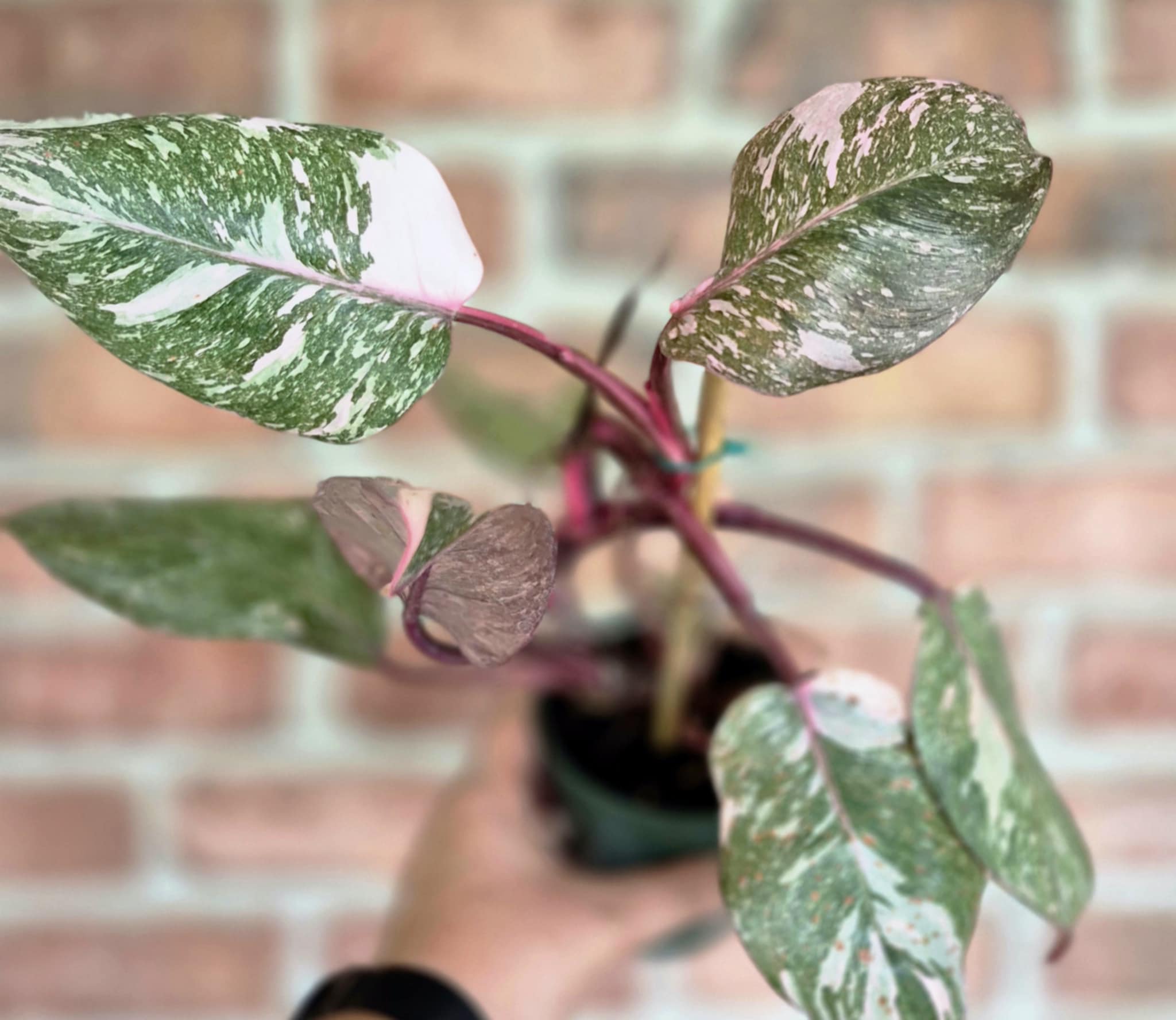 philodendron marble galaxy pink princess Philodendron 'Pink Princess Marble Galaxy' – Cedar Bridge Botanicals