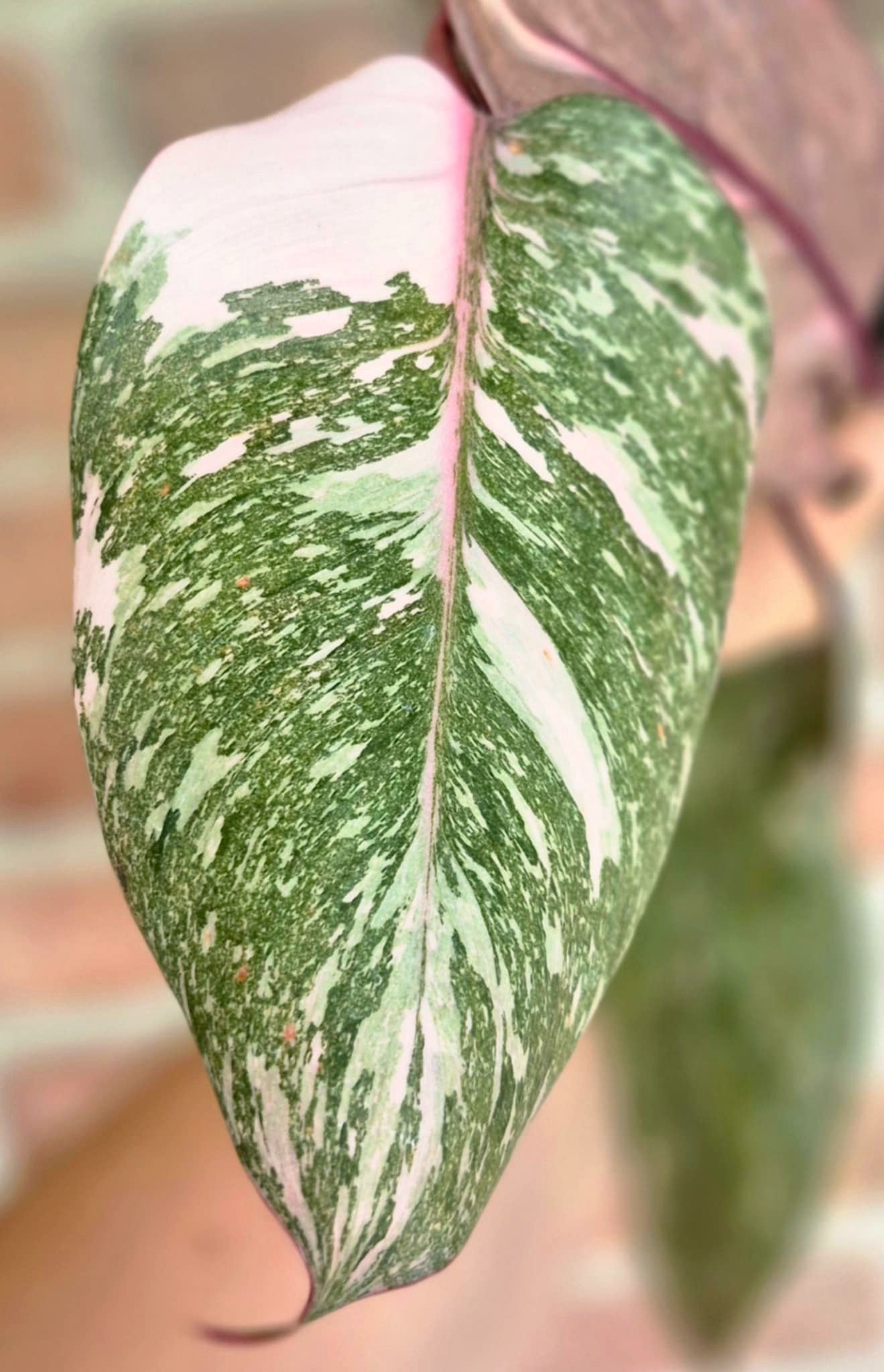 philodendron pink princess marble galaxy Philodendron 'Pink Princess Marble Galaxy' – Cedar Bridge Botanicals
