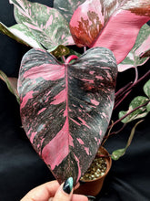 Load image into Gallery viewer, Philodendron &#39;Pink Princess Marble Galaxy&#39;
