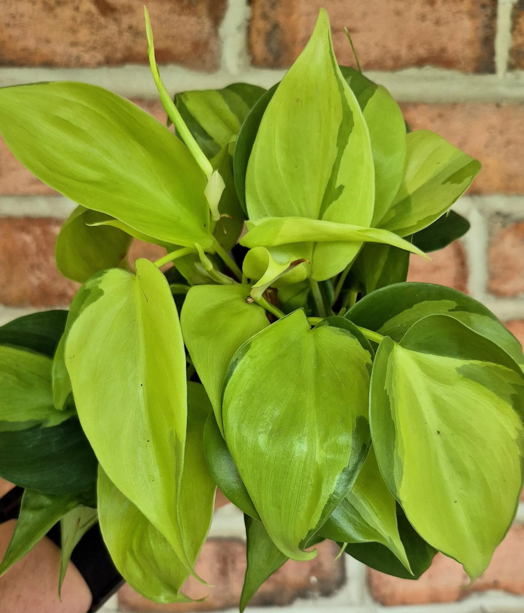 philodendron hederaceum brasil dog friendly Trailing Philodendron (Philodendron hederaceum 'Brasil') – Cedar Bridge  Botanicals