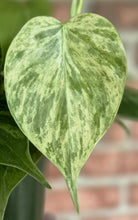 Load image into Gallery viewer, Variegated Trailing Philodendron (Philodendron hederaceum variegata)
