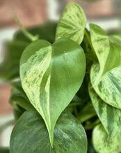 Load image into Gallery viewer, Variegated Trailing Philodendron (Philodendron hederaceum variegata)
