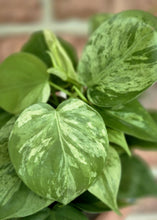 Load image into Gallery viewer, Variegated Trailing Philodendron (Philodendron hederaceum variegata)
